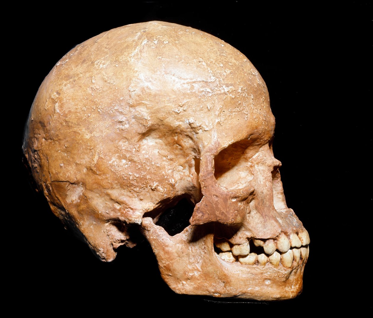 Őstörténet: a Homo sapiens fosszilis koponyája Grimaldiból. Az aurignaci kultúra, a felső paleolitikum. Museo Civico di Storia Naturale, Milánó – Őstörténet: a Homo sapiens fosszilis koponyája Grimaldiból, Ventimiglia (Olaszország). Aurignaci kultúra, fels alkotó: Prehistoric Prehistoric