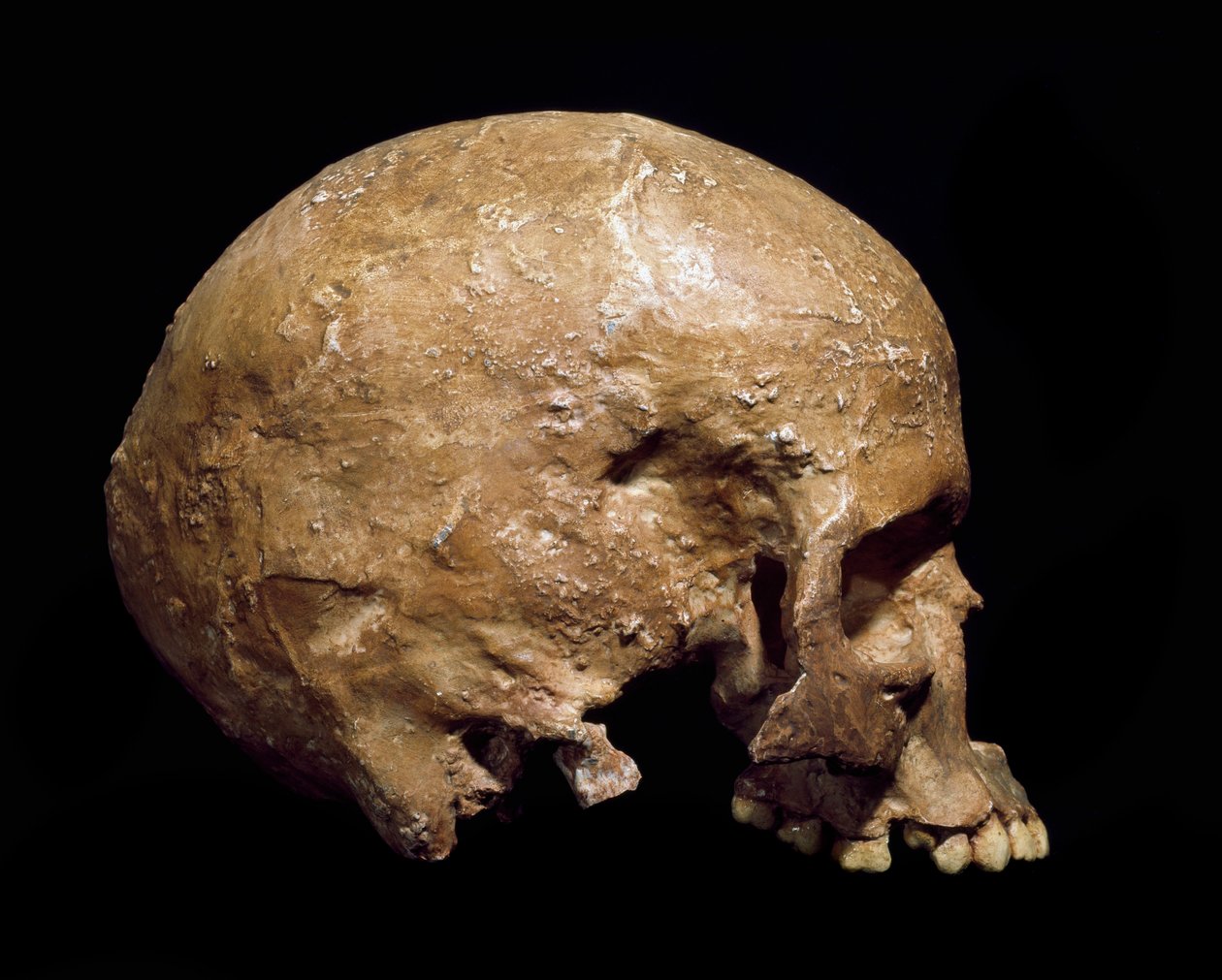 Őstörténet: a Homo sapiens fosszilis koponyája Grimaldiból. Az aurignaci kultúra, a felső paleolitikum. Museo Civico di Storia Naturale, Milánó – Őstörténet: a Homo sapiens fosszilis koponyája Grimaldiból, Ventimiglia (Olaszország). Aurignaci kultúra, fels alkotó: Prehistoric Prehistoric