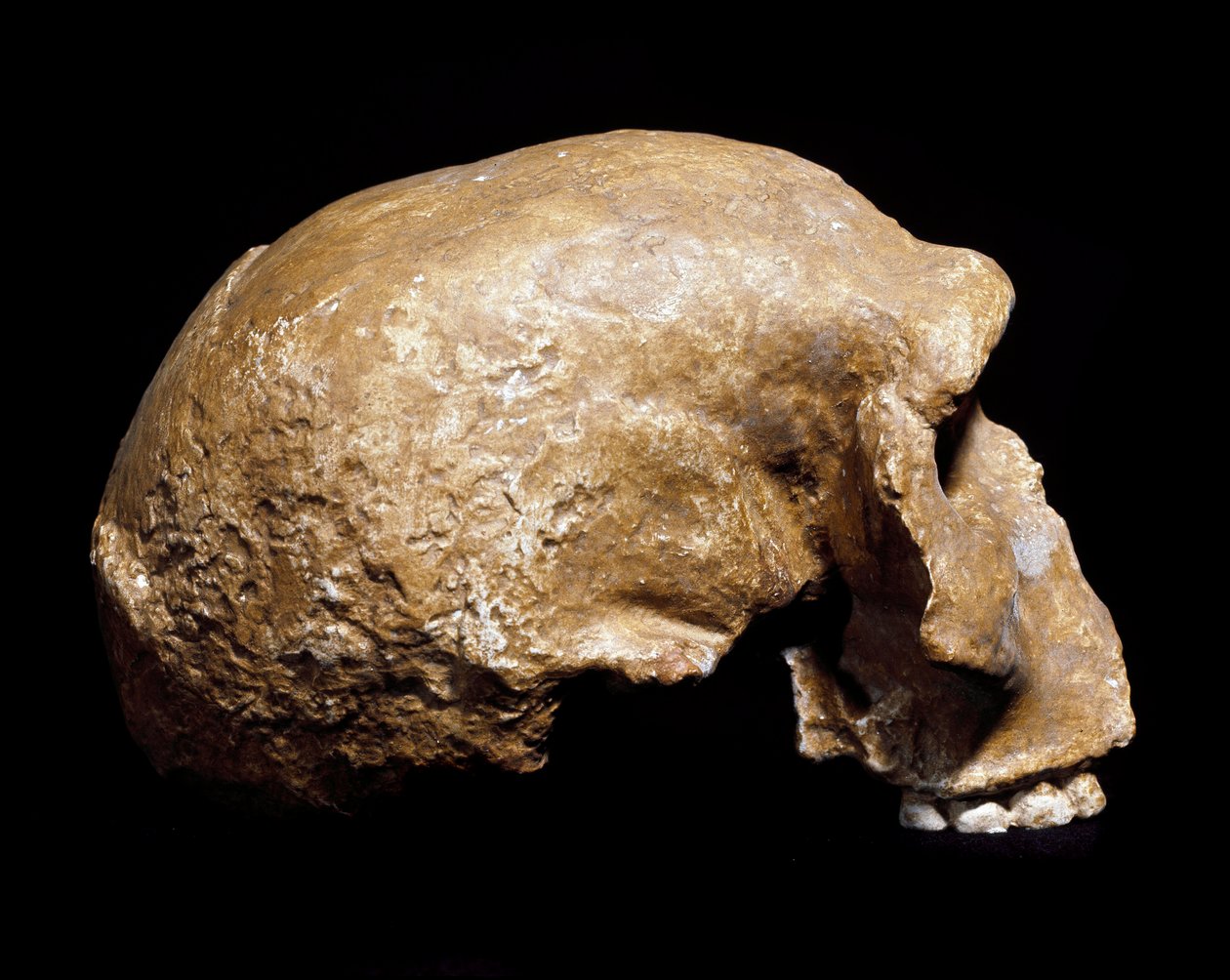 Őstörténet: a Homo sapiens pre neanderthal (Homo steinheimensis vagy Homo heidelbergensis) fosszilis koponyája Steinheim an der Murrban (Németország) 1933-ban. Alsó paleolitikum. Kora 350 000 és 250 000 év között. Museo Civico di Storia Naturale, Milánó –  alkotó: Prehistoric Prehistoric
