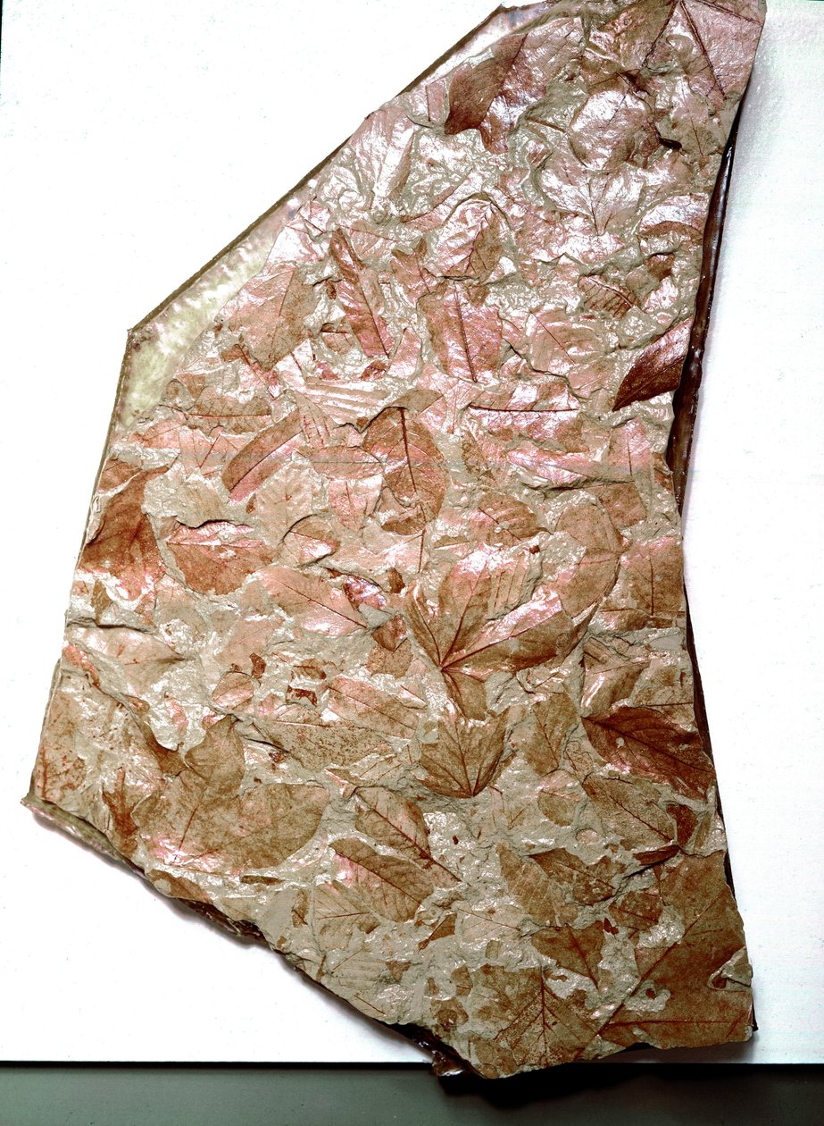 Őstörténet: megkövesedett levelek Piemontból (Olaszország). Az alsó negyedidőszak. Museo Civico di Storia Naturale, Milánó alkotó: Prehistoric Prehistoric