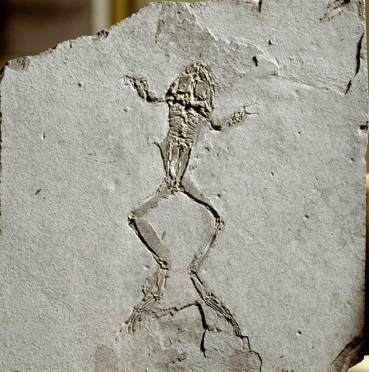 Őstörténet: békakövület a spanyolországi Pueyoi da Tervel lelőhelyről. Miocén korszak. Polgári Természettudományi Múzeum, Milánó alkotó: Prehistoric Prehistoric