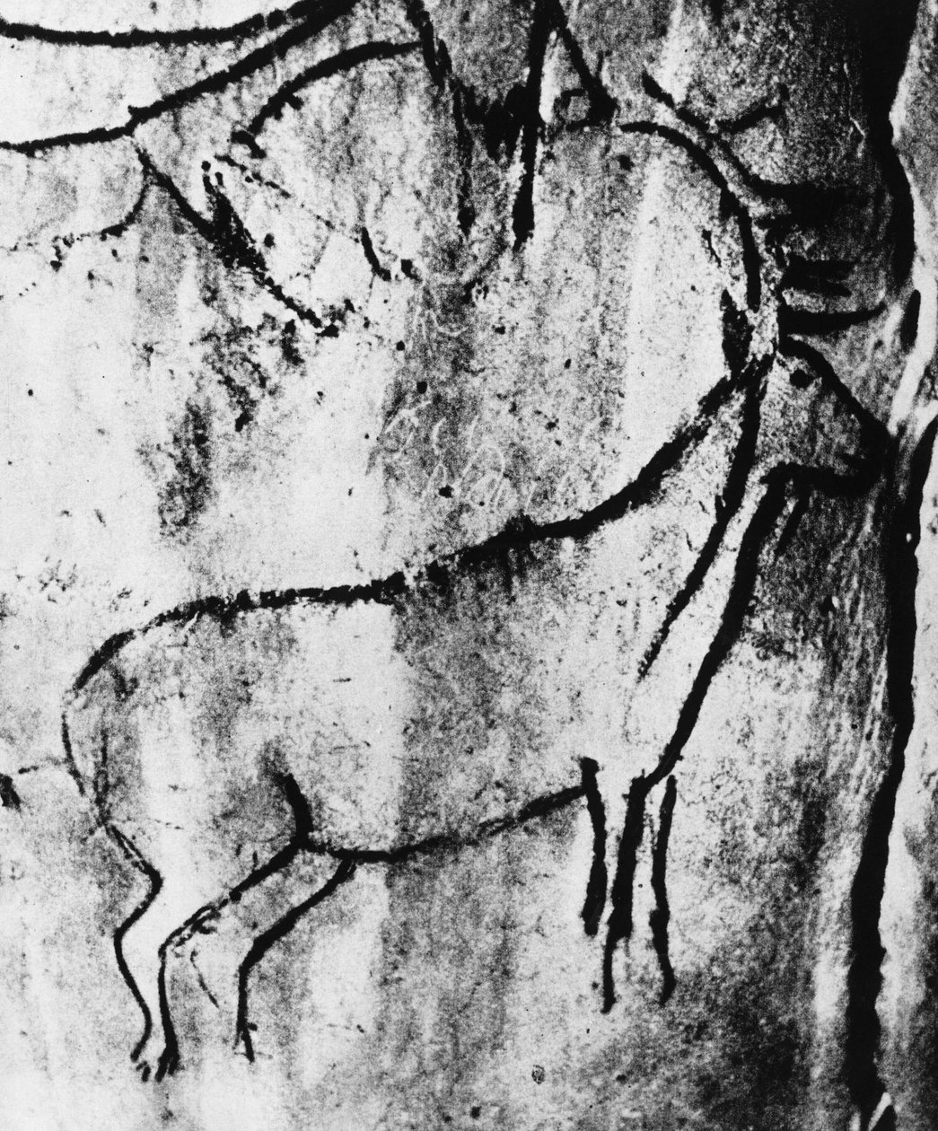 Őstörténet: egy szarvas ábrázolása az ariège-i Niaux-barlangban - fényképezés. alkotó: Prehistoric Prehistoric