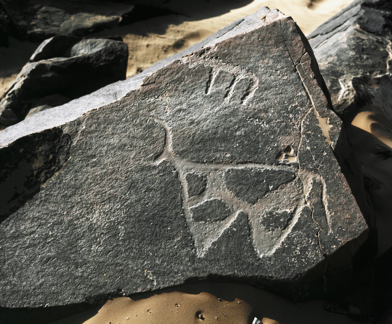 Őstörténet, sziklaművészet: a szarvasmarha ábrázolásának komoly sziklája. Tazina stílus. Kőkorszak Kr.e. 5000-2000. Taghit, Haut plateau du Hoggar (Ahaggar), Algéria alkotó: Prehistoric Prehistoric