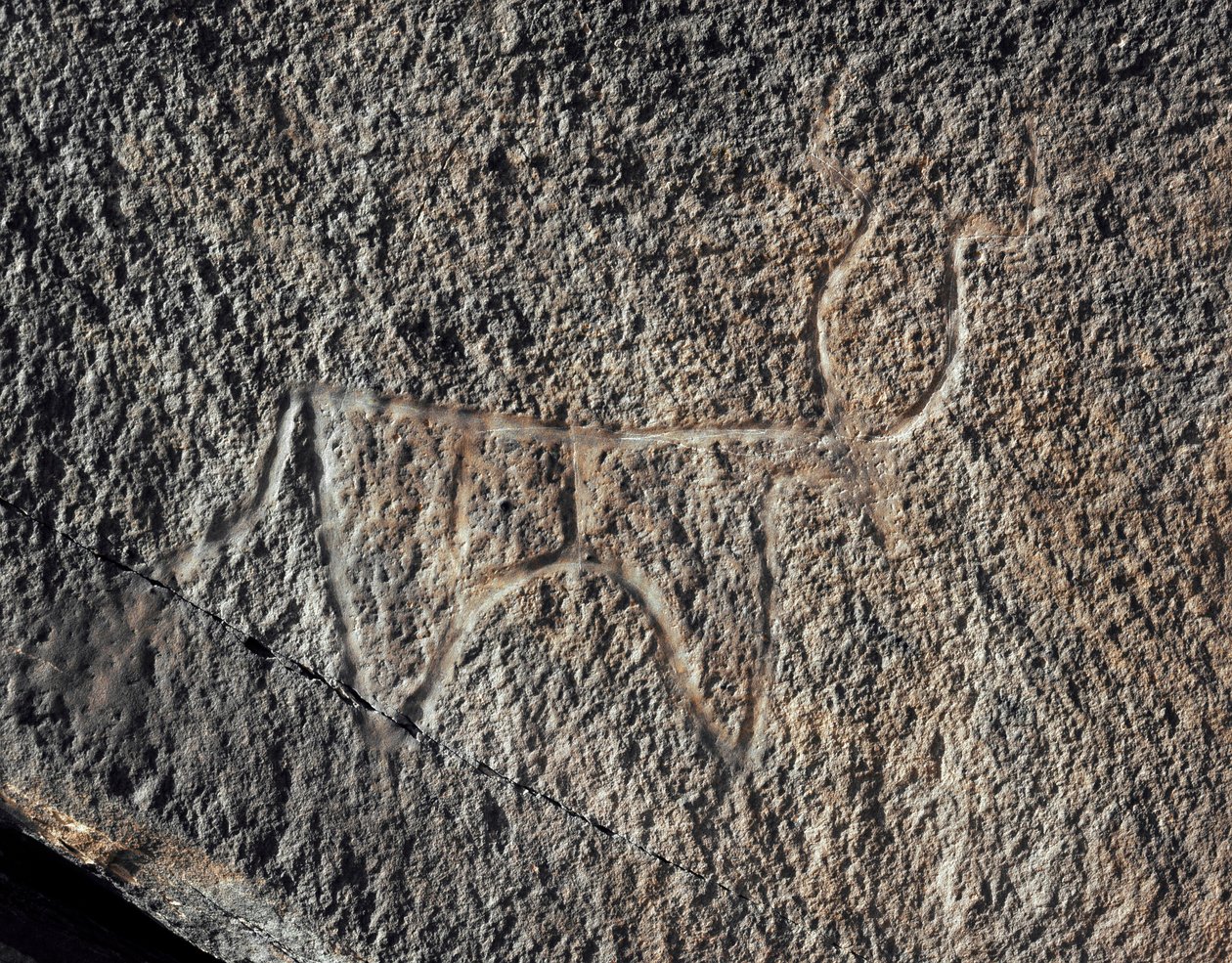 Őstörténet, sziklaművészet: a szarvasmarha ábrázolásának komoly sziklája. Tazina stílus. Kőkorszak Kr.e. 5000-2000. Taghit, Haut plateau du Hoggar (Ahaggar), Algéria alkotó: Prehistoric Prehistoric