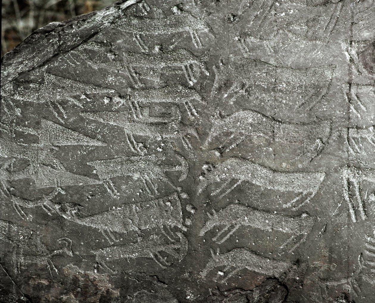 Őstörténet, sziklaművészet: tőrök, ökrök ábrázolásainak sírkőzete. Rézkor. Eneolitikum időszak (kalkolit). Roche sz. 1. Cemmo (Brescia) Cemmo sziklái Nemzeti Régészeti Park, Olaszország alkotó: Prehistoric Prehistoric