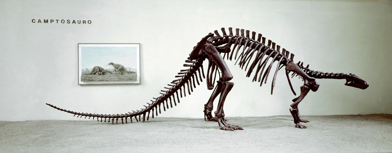 Őstörténet: a camptosaurus dinoszaurusz (Camptosaurus Browni) csontváza. A felsőbb jura időszaka. Museo Civico di Storia Naturale, Milánó alkotó: Prehistoric Prehistoric