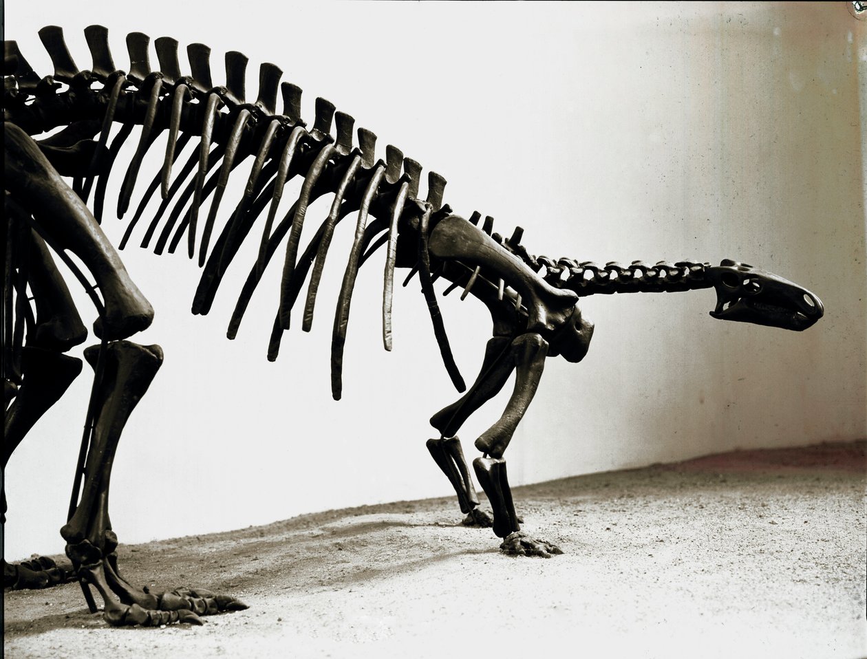 Őstörténet: a camptosaurus dinoszaurusz (Camptosaurus Browni) csontváza. A felsőbb jura időszaka. Museo Civico di Storia Naturale, Milánó alkotó: Prehistoric Prehistoric