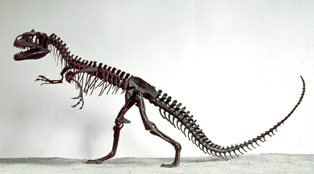 Őstörténet: az Allosaurus fragilis dinoszaurusz csontváza. A felső jura időszaka. Polgári Természettudományi Múzeum, Milánó alkotó: Prehistoric Prehistoric