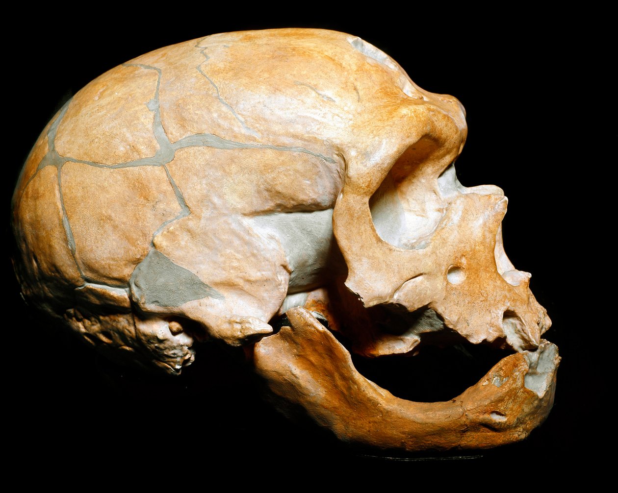 Őstörténet: a szentek kápolnája emberének koponyája, neandervölgyi ember (neandervölgyi vagy neandervölgyi: Homo sapiens), paleolitikum. 1908-ban újraegyesült Correze-ben. Civico di Storia Naturale Múzeum, Milánó – Őstörténet: emberi koponya a la-ból alkotó: Prehistoric Prehistoric
