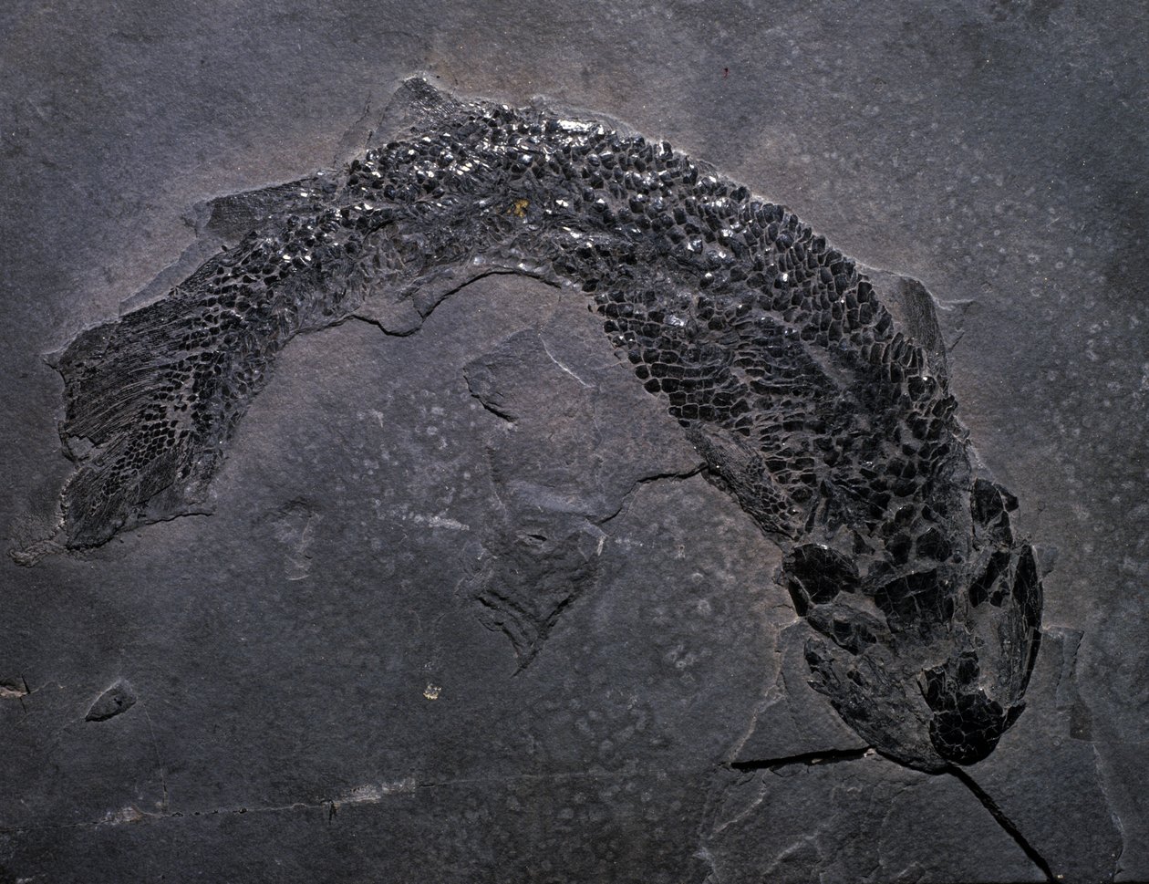 Őstörténet: Gyroptichus kövület fajai, paleozoikum kor, devon korszak. találtak Skóciában. alkotó: Prehistoric Prehistoric