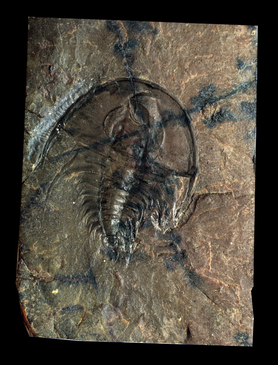 Őstörténet: trilobita Olenellus-kövület (ízeltlábú). A paleozoikum kora, a kambrium időszaka. Keresse Utah-ban, az Egyesült Államokban alkotó: Prehistoric Prehistoric