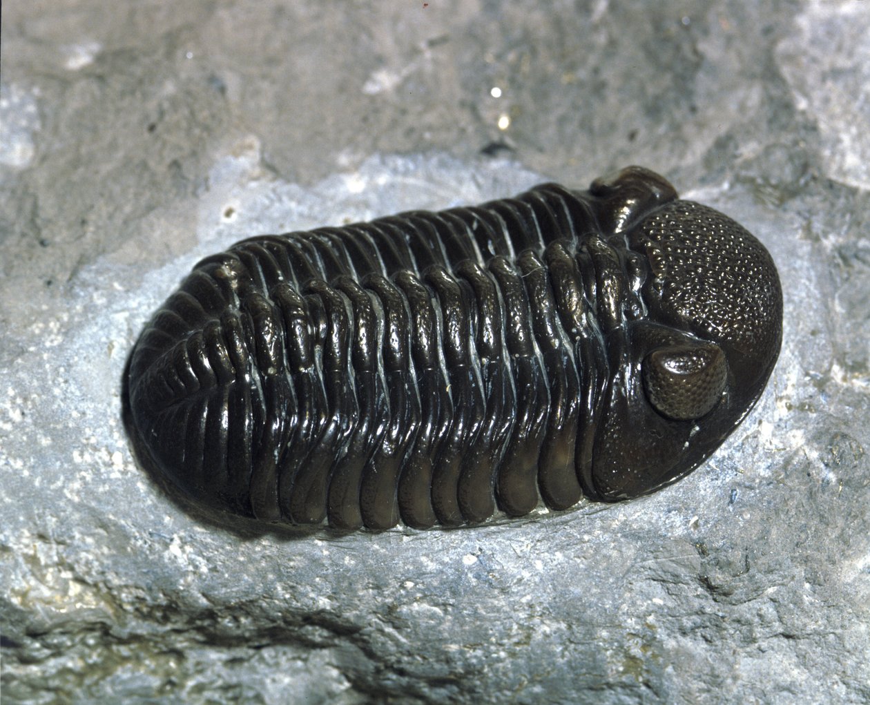 Őstörténet: trilobita Phacops Rana kövület (ízeltlábú). A paleozoikum kora, a devon korszaka. Keresse az Egyesült Államokban, Ohióban alkotó: Prehistoric Prehistoric