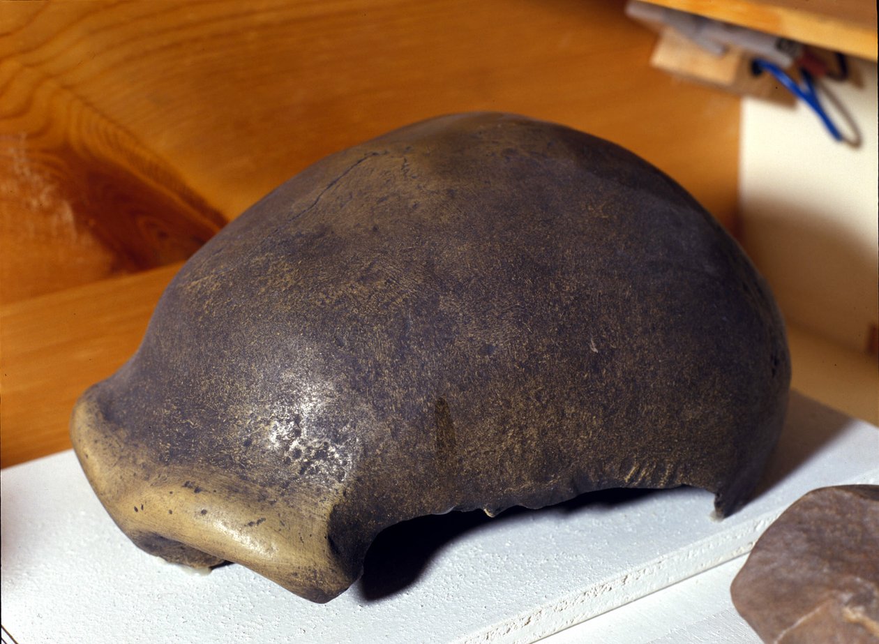 A neandervölgyi ember koponyáját 1856-ban fedezték fel Németországban. alkotó: Prehistoric Prehistoric