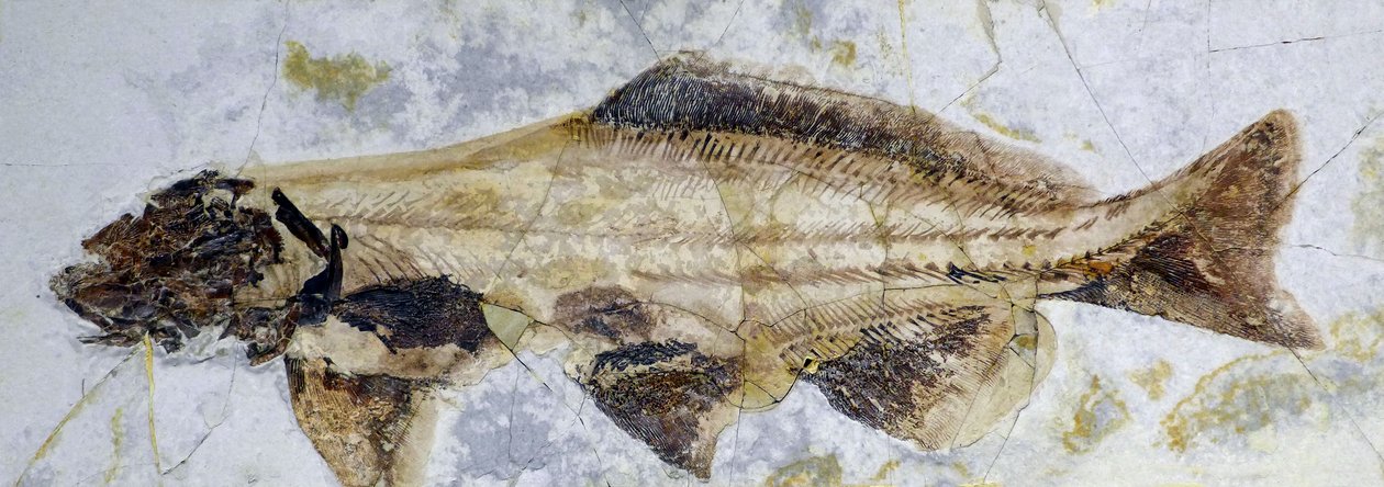 Sturgeon fosszilis lábnyom, alsó kréta (objektum) alkotó: Prehistoric Prehistoric