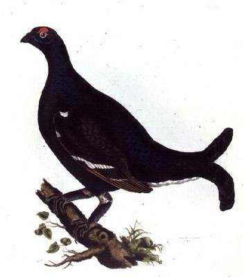 Feketefajd, a "Illustrations of British Ornithology" című könyvből (színes metszet) alkotó: Prideaux John Selby