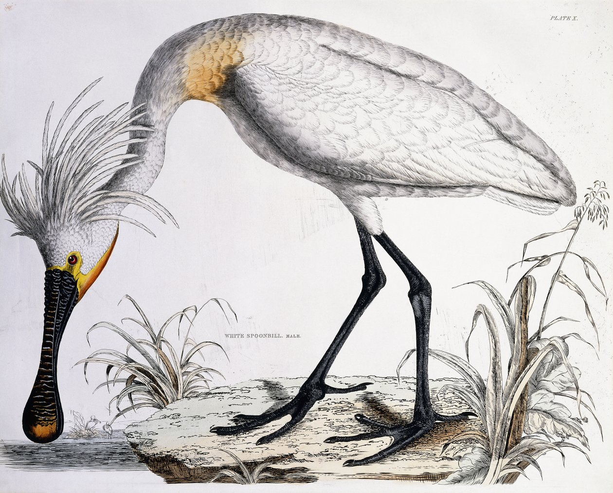 Fehér kanalascsőrű, 1834 alkotó: Prideaux John Selby
