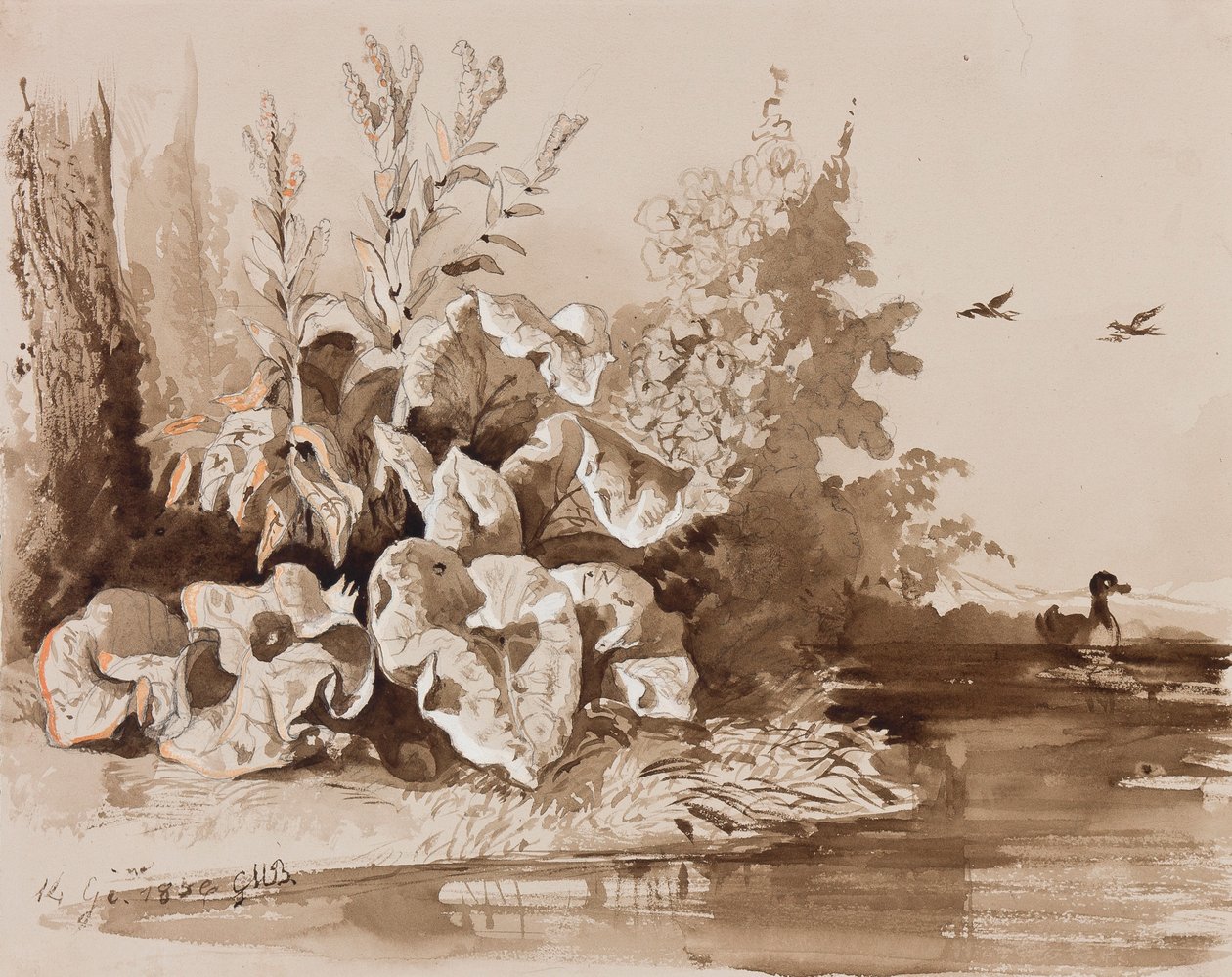 Növénytanulmányozás egy patak mellett kacsákkal, oktatói kiegészítéssel, 1856 (ceruza, szépia mosás és gouache papíron) alkotó: Prince Gaetano Maria Federico di Borbone