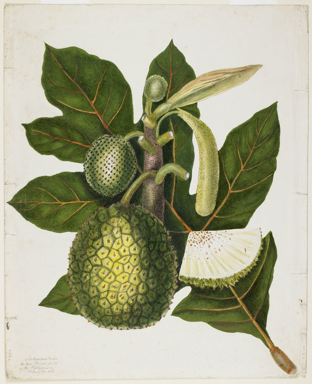 Artocarpus Incisa (A Fülöp-szigetek igazi kenyér-gyümölcse), 1866. december alkotó: Priscilla Susan Bury