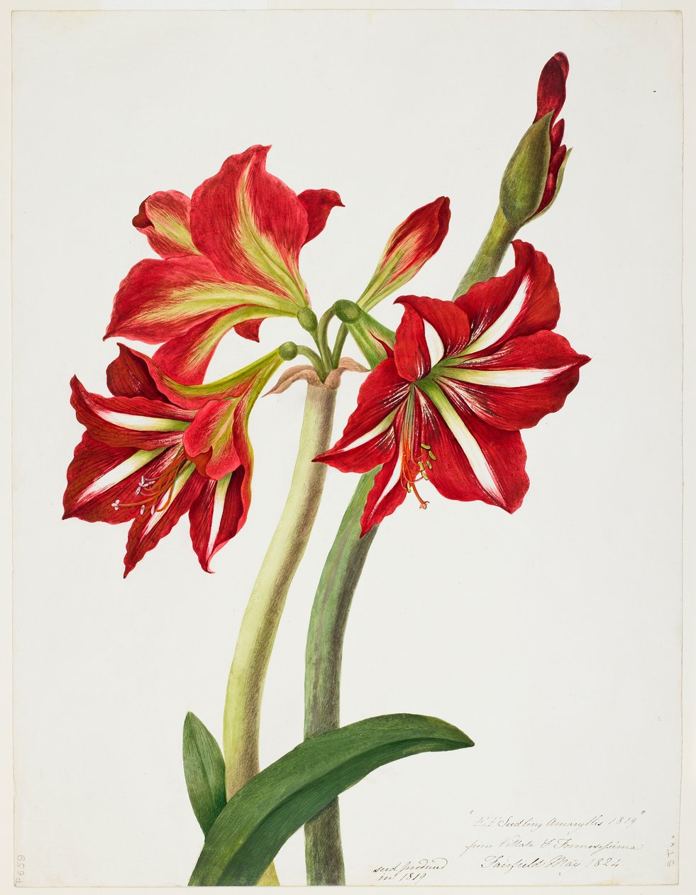Bury EFSeedlingAmaryllus1819 MIA 6625150 alkotó: Priscilla Susan Bury