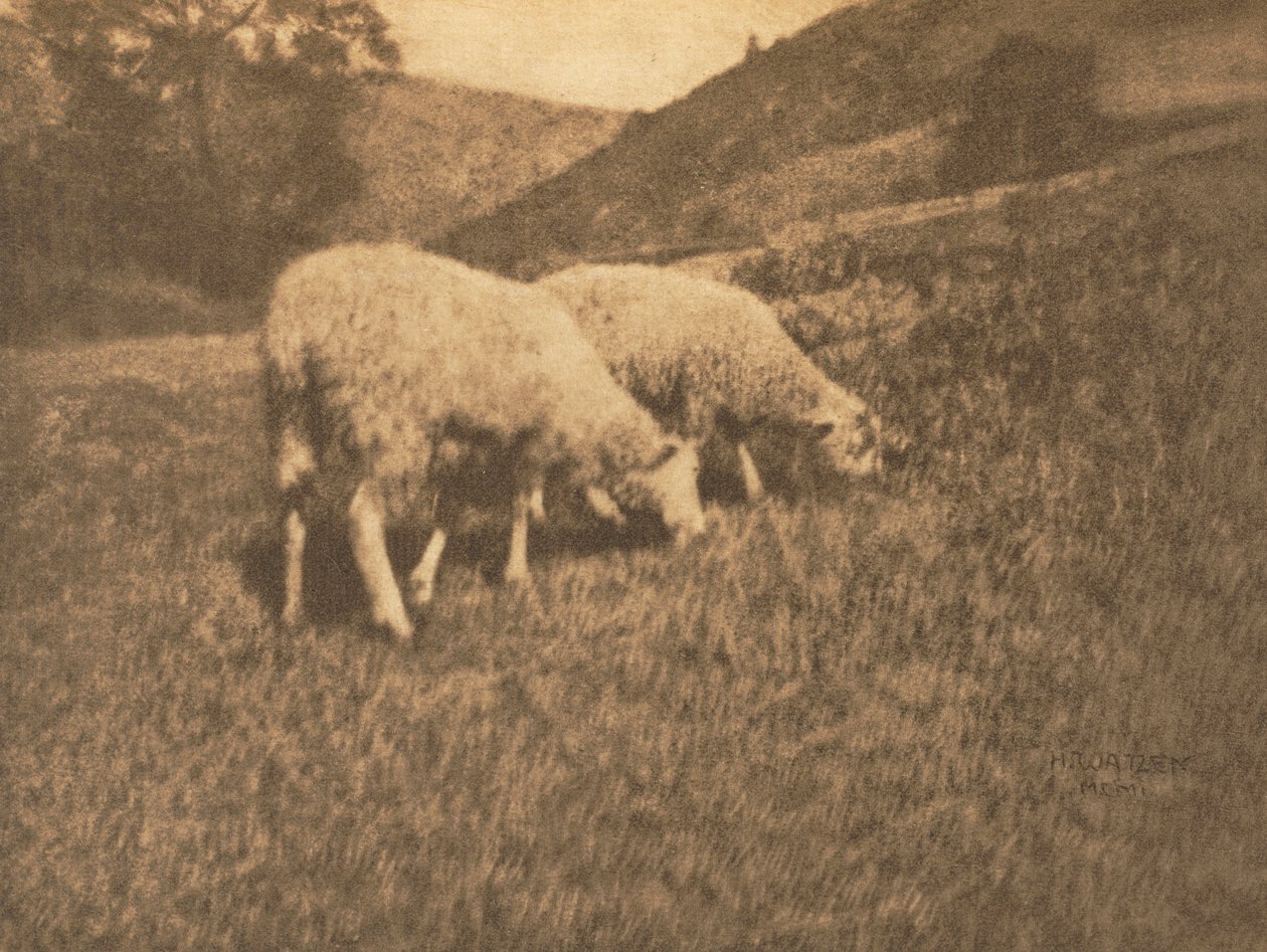 Kameramunka: bárány, 1906. alkotó: Professor Hans Watzek