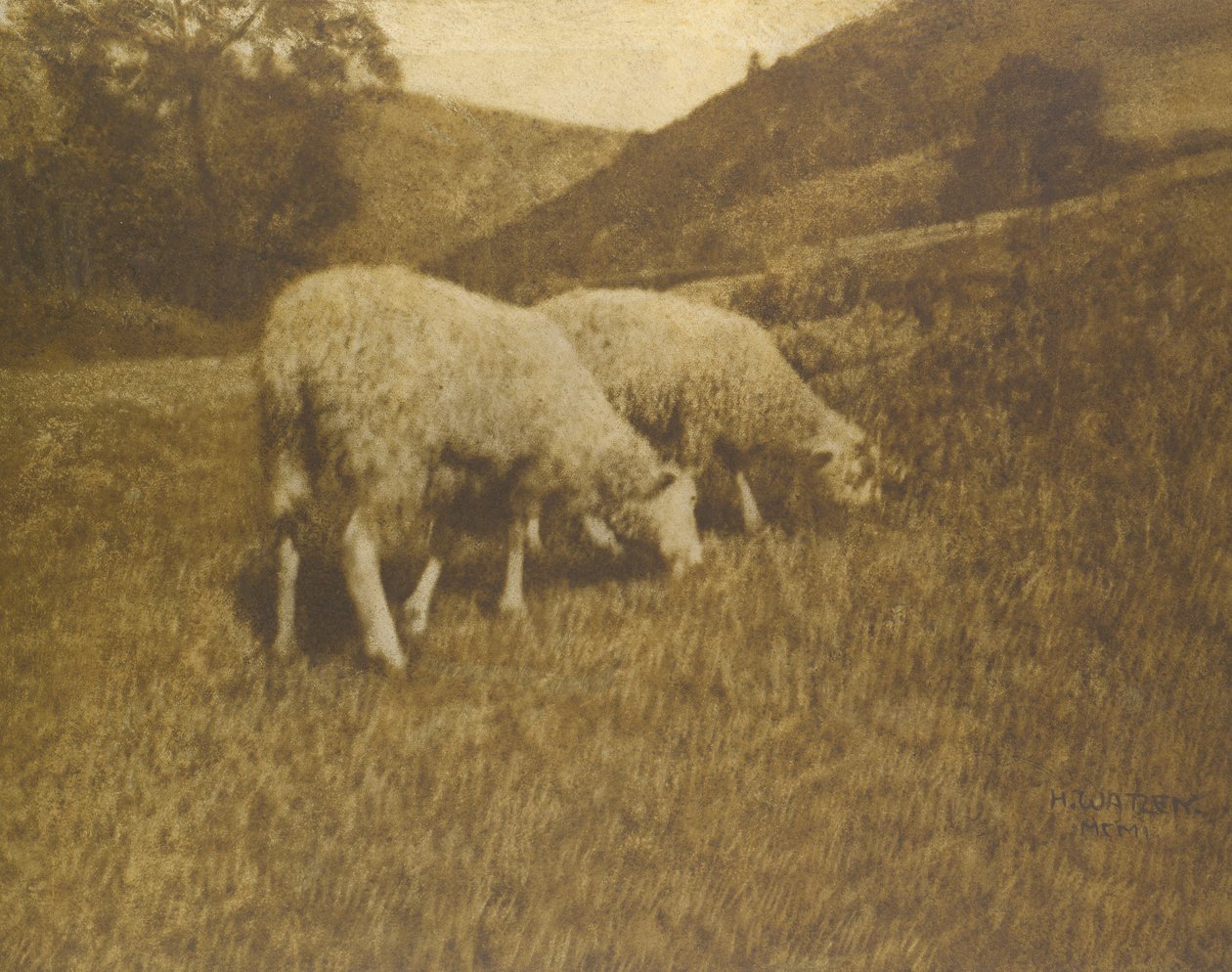 Juh, 1901. alkotó: Professor Hans Watzek
