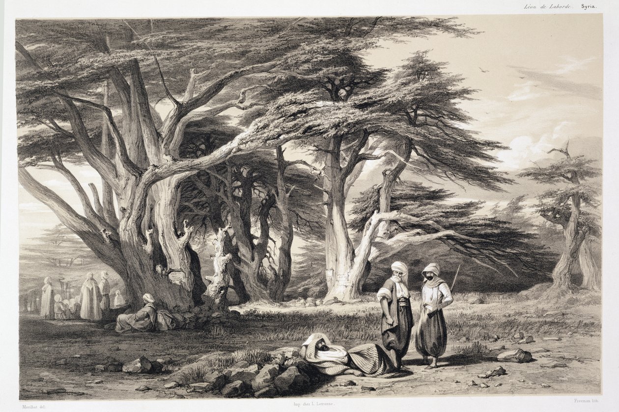 A libanoni cédrusok, Freeman metszete (szépia nyomat) alkotó: Prosper Georges Antoine Marilhat