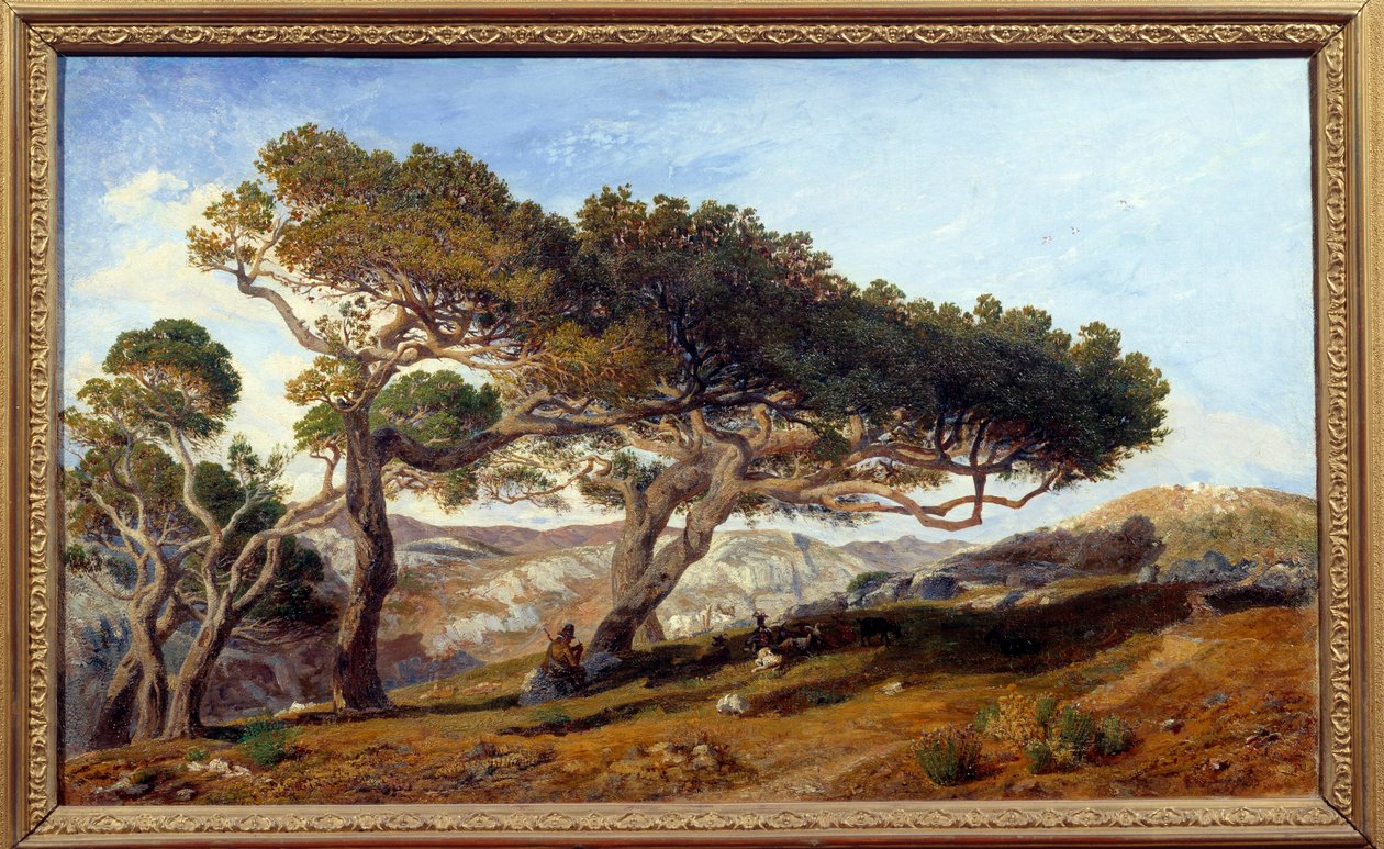 Fenyők Aix en provence Maquis táján Dél-Franciaországban. Prosper Joseph Gresy (1804-1874) festménye 19. századi Aix en Provence, Musee Granet – Fenyőfák az Aix-en-Provence környéki vidéken. A maquis tája alkotó: Prosper Joseph Gresy