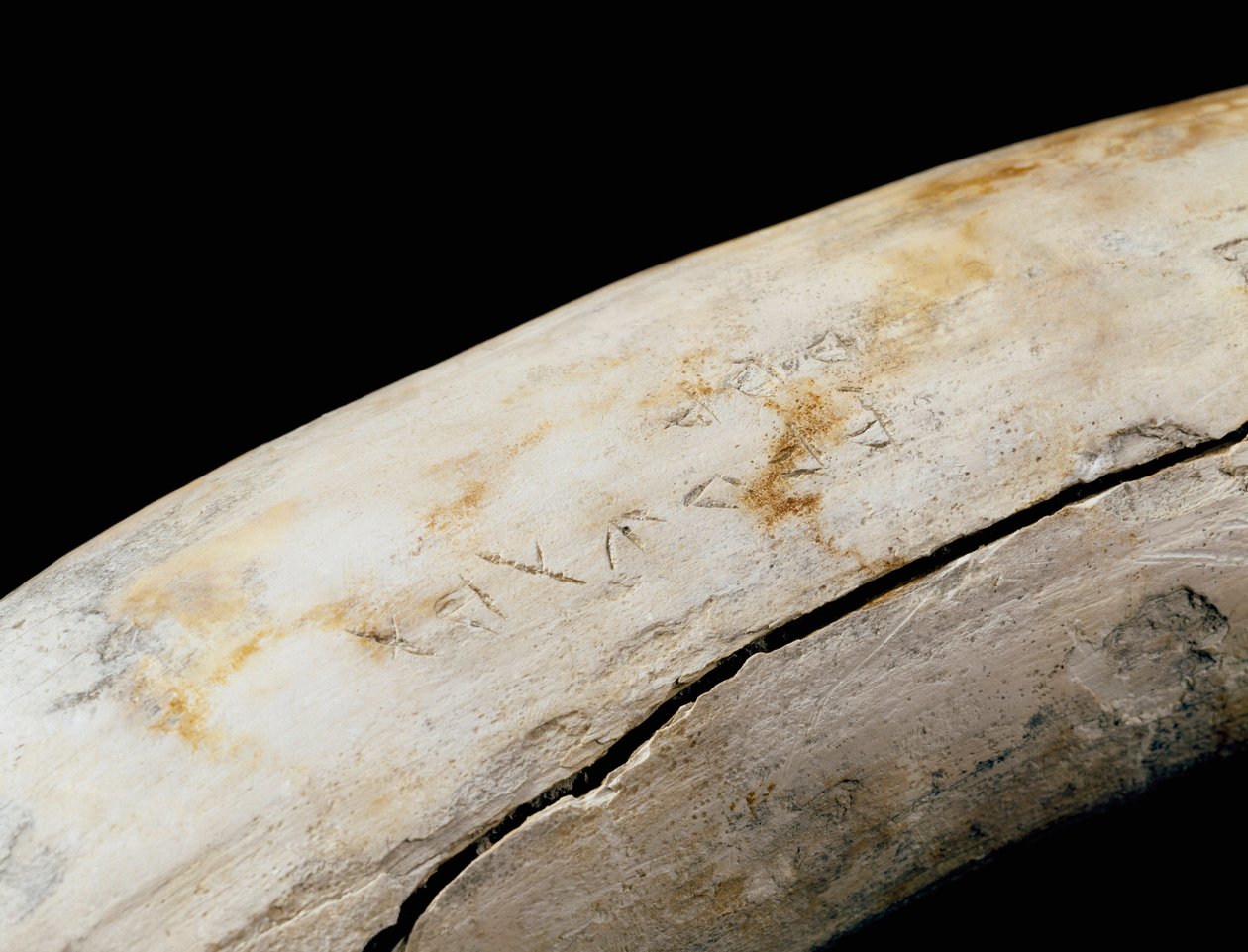 Pún művészet (karthágói): elefántcsont védelem vésett felirattal. Bajo de la Campana (Cartagena) Museo de Cartagena Cartagena Spanyolországból alkotó: Punic Punic