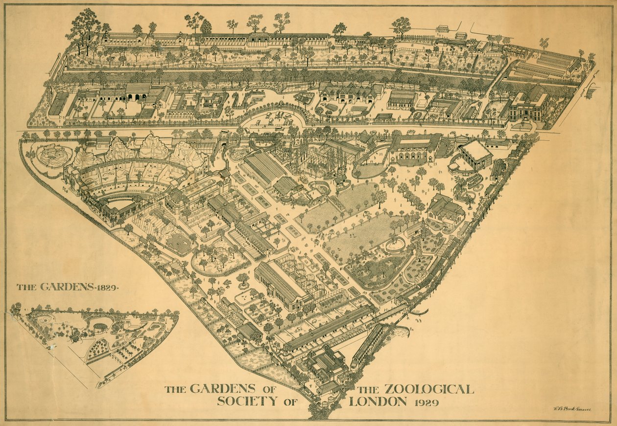 Londoni Állatkert, Regents Park, Westminster, 1929 alkotó: RB Brook Greaves