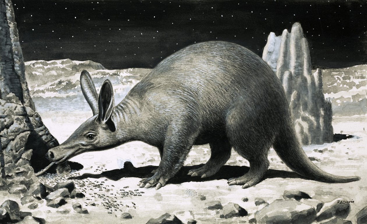 Aardvark alkotó: R.B. Davis