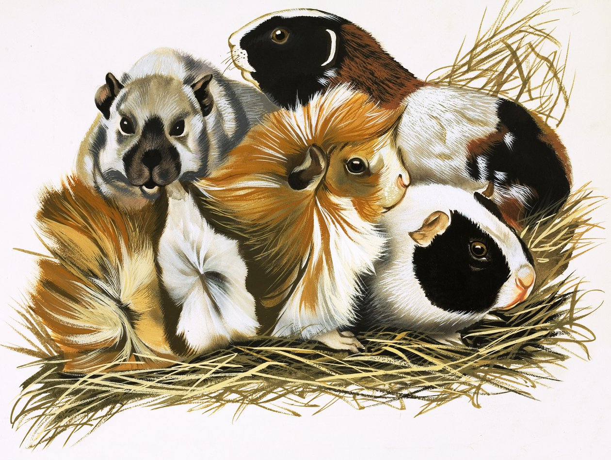 Mindenféle tengerimalacok alkotó: R.B. Davis