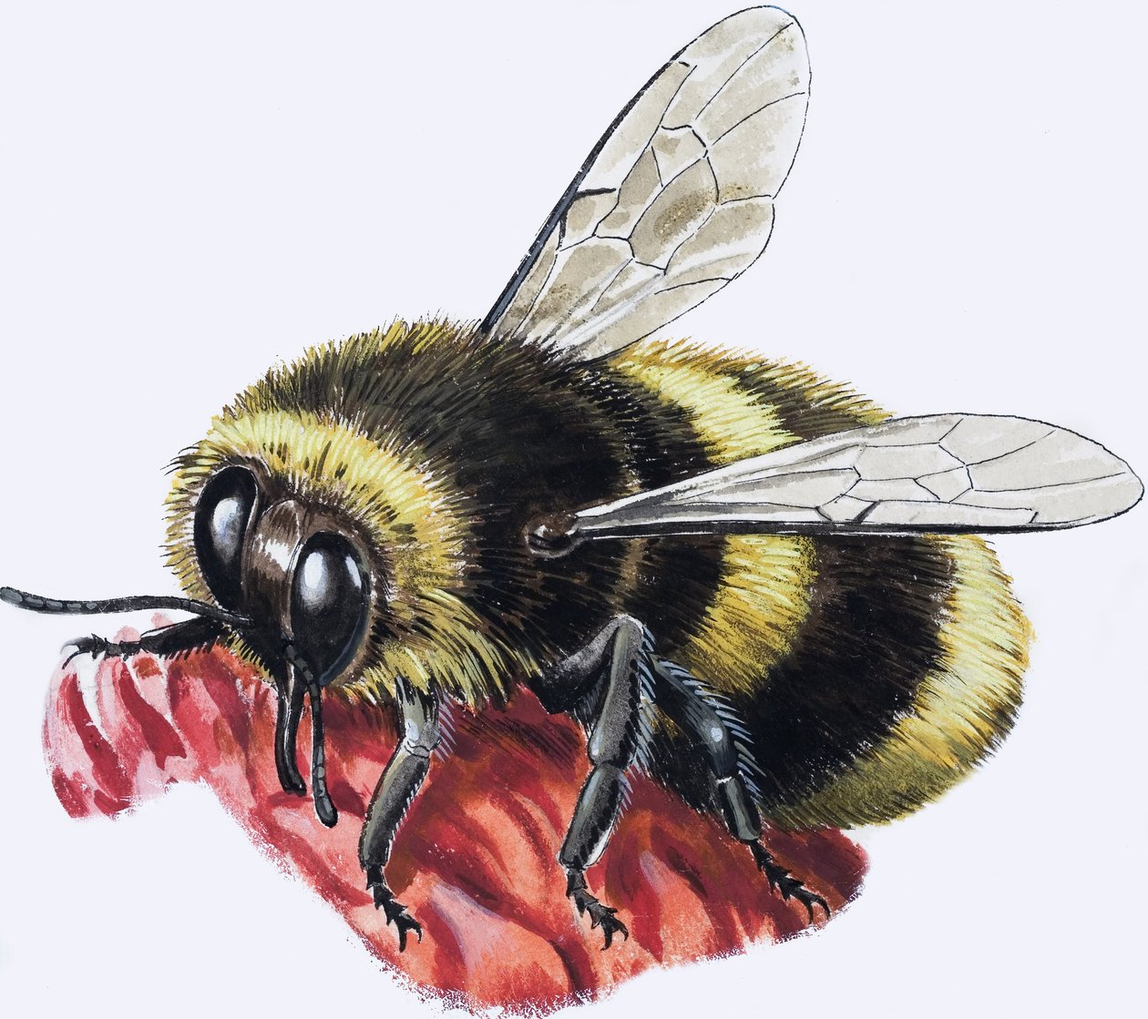 Honey Bee (gouache, papír) alkotó: R.B. Davis