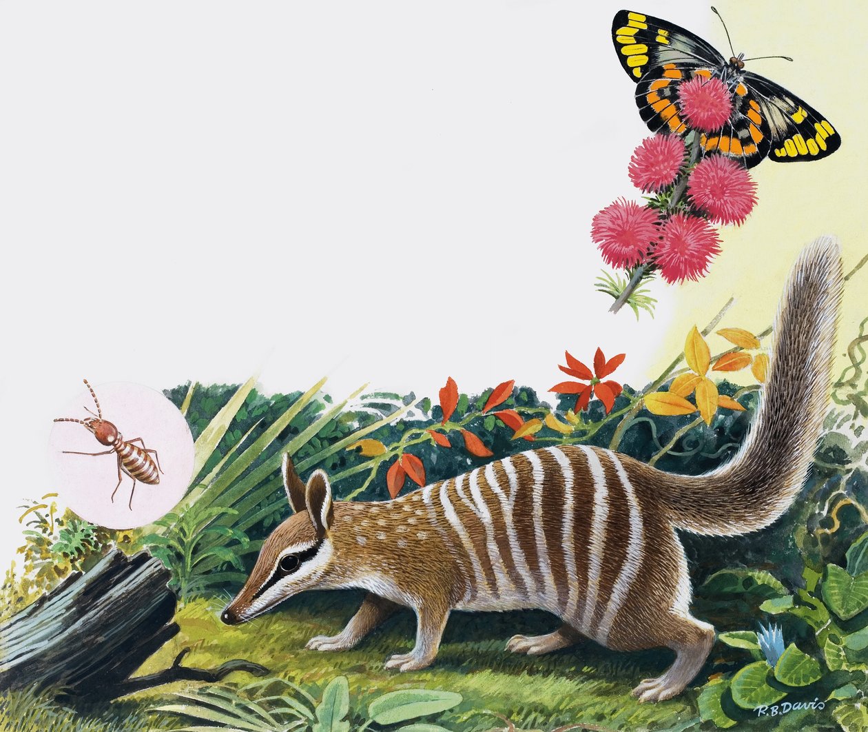 Numbat alkotó: R.B. Davis