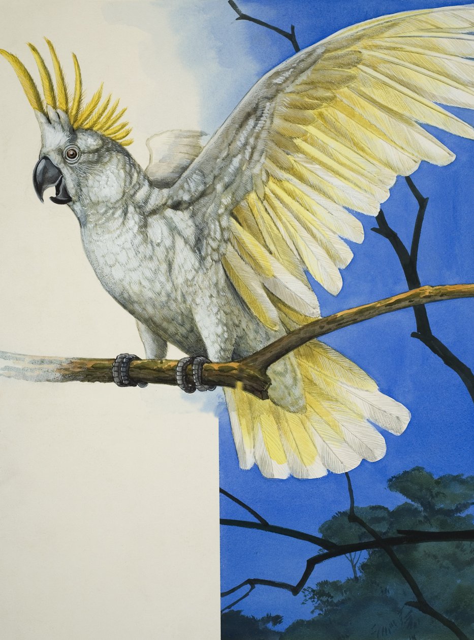 Sulphur-Crested Cockatoo (gouache on paper) alkotó: R.B. Davis