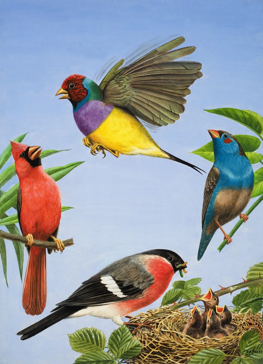 Trópusi madarak (gouache, papír) alkotó: R.B. Davis