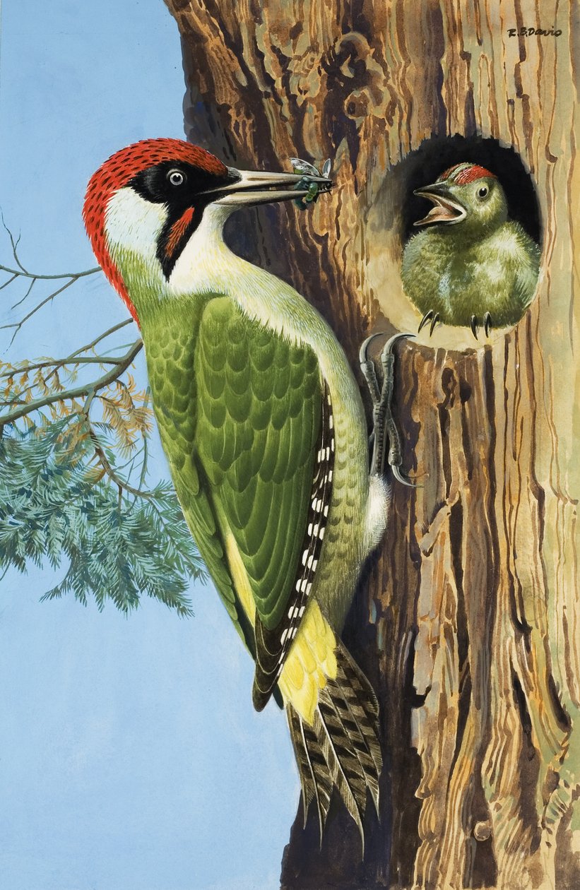 Woodpecker (gouache, papír) alkotó: R.B. Davis