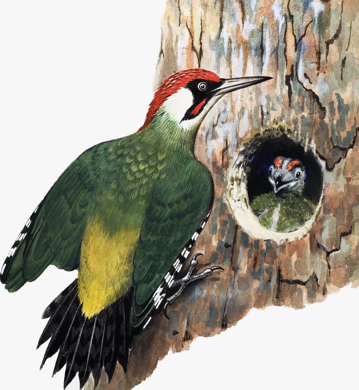 Fakopáncs és fióka (gouache, papír) alkotó: R.B. Davis
