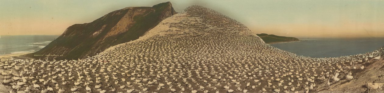 Tüskés rétihéják, Cape Kidnappers, N.Z. alkotó: R. P. Moore
