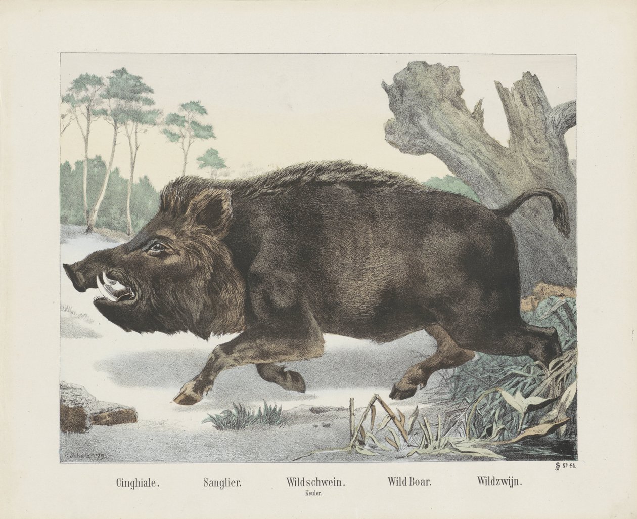 cinghiale. / Sanglier. / vaddisznó. / buzogány. / Vaddisznó. / Wild Wine (cím a tárgyon) alkotó: R. Schulz