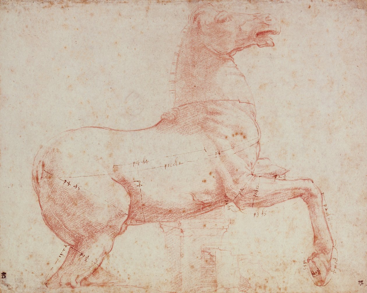 Tanulmány a Quirinal márványlovához (piros kréta papíron) alkotó: Raffaello Sanzio Raphael