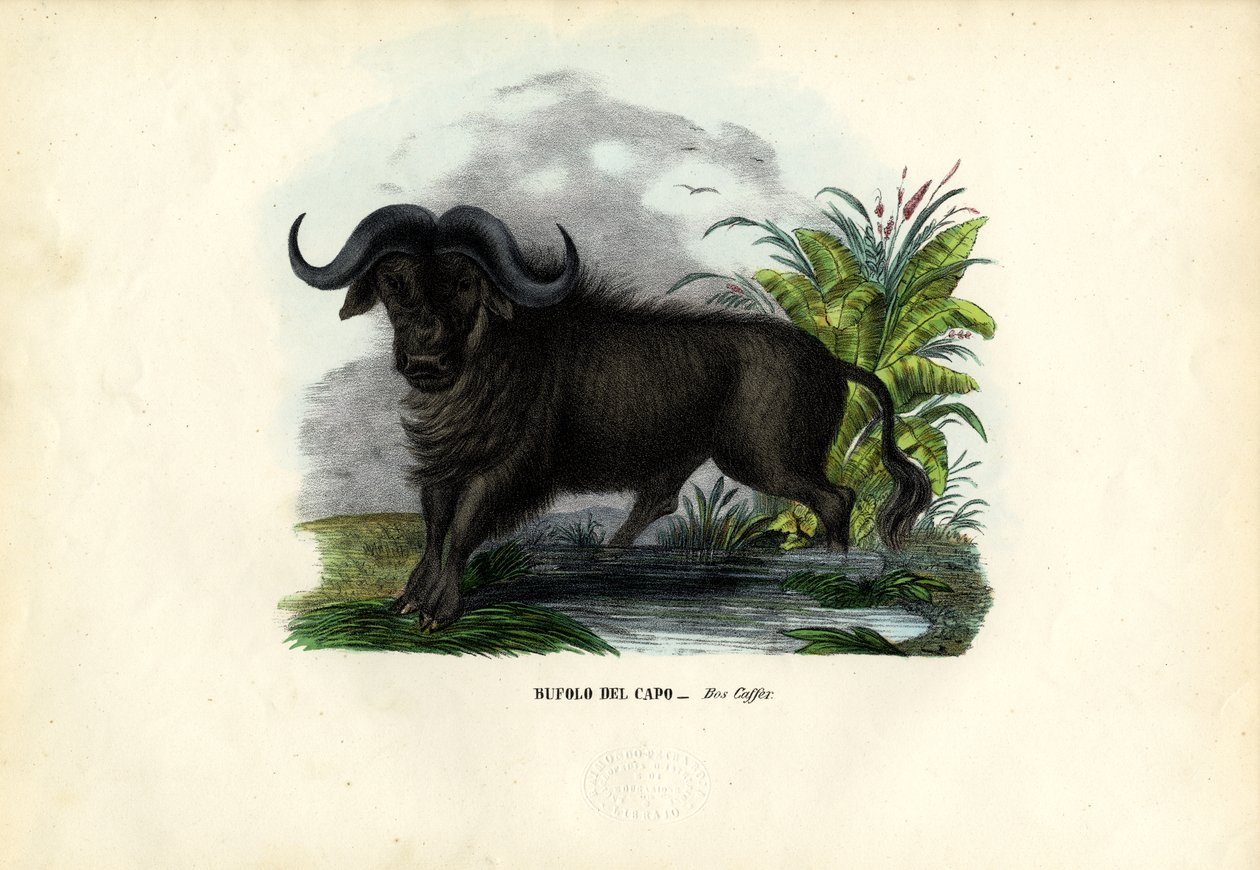 Afrikai bivaly, 1863-79 alkotó: Raimundo Petraroja