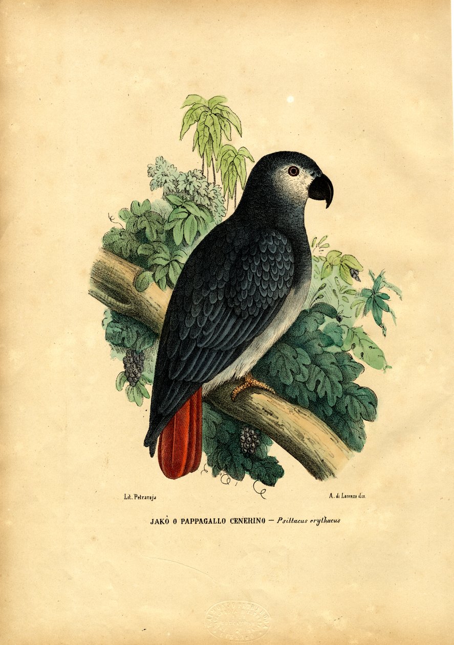 Afrikai szürke papagáj, 1863-79 alkotó: Raimundo Petraroja