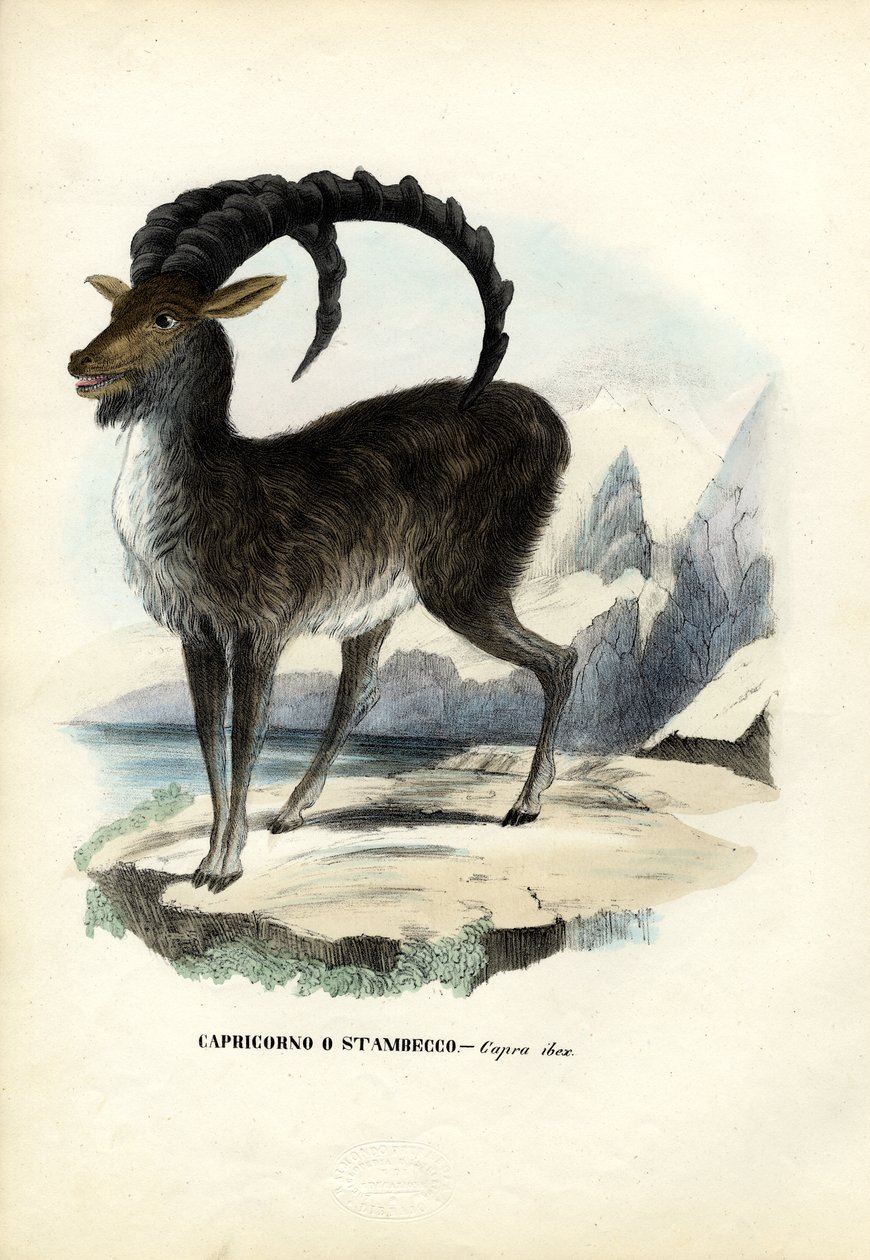 Alpesi kőszarvasbika, 1863-79 alkotó: Raimundo Petraroja