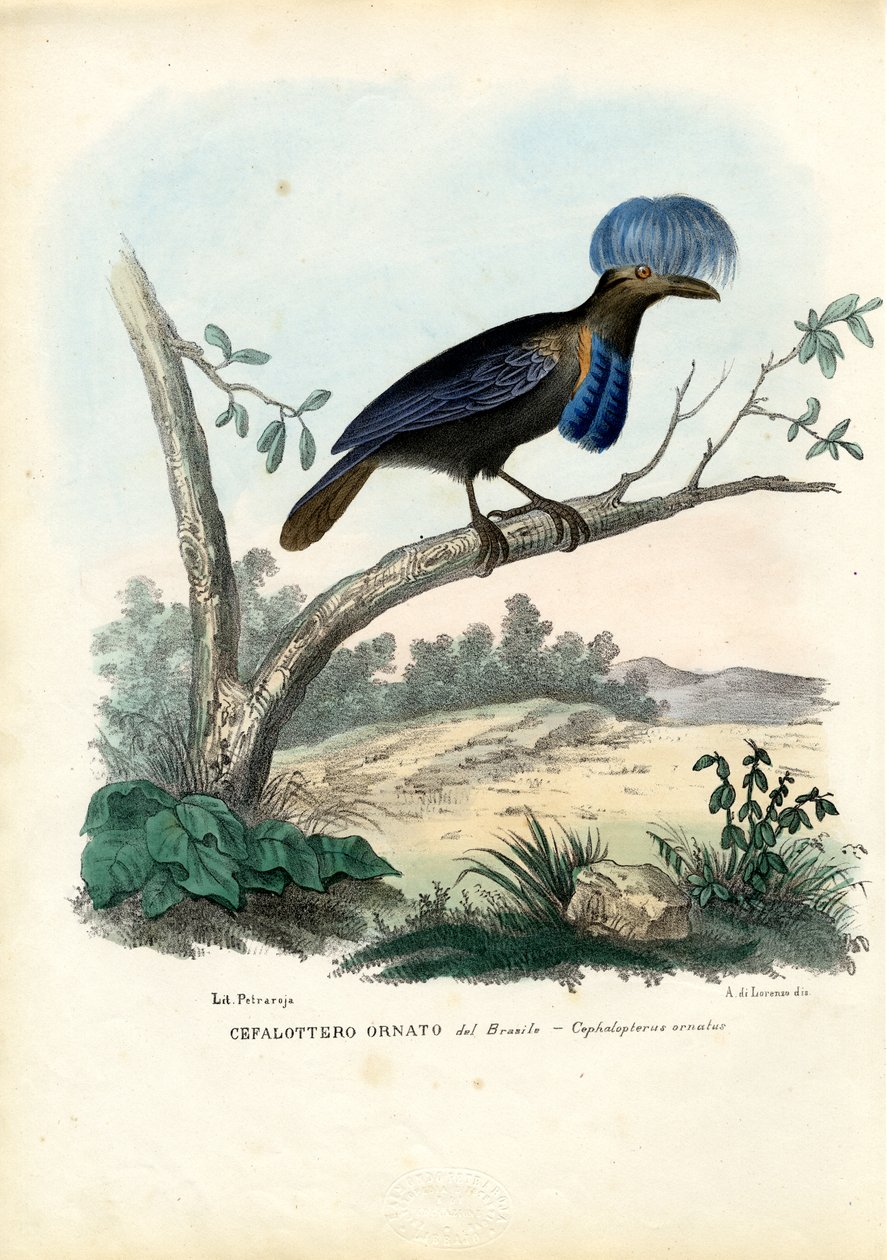 Amazóniai esernyő, 1863-79 alkotó: Raimundo Petraroja
