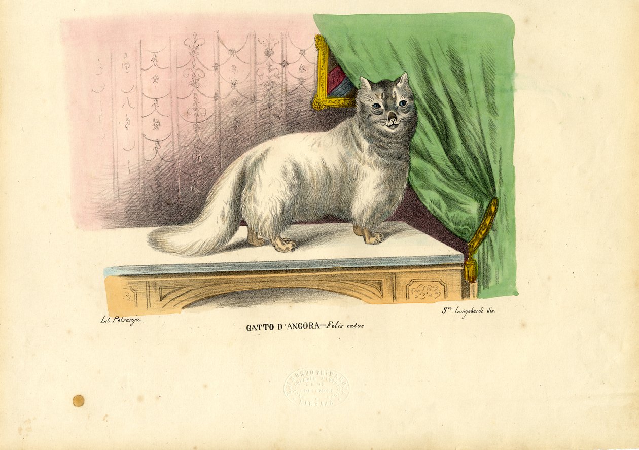Angoramacska, 1863-79 alkotó: Raimundo Petraroja