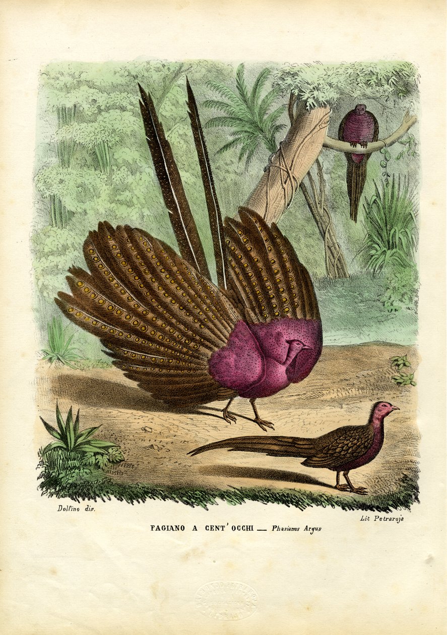 Argus Fácán, 1863-79 alkotó: Raimundo Petraroja
