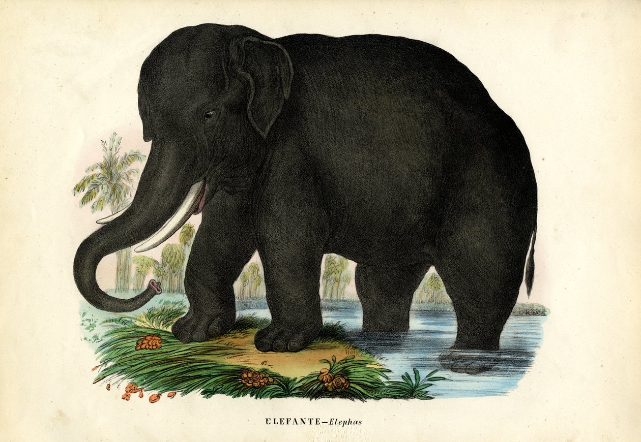 Ázsiai elefánt, 1863-79 alkotó: Raimundo Petraroja