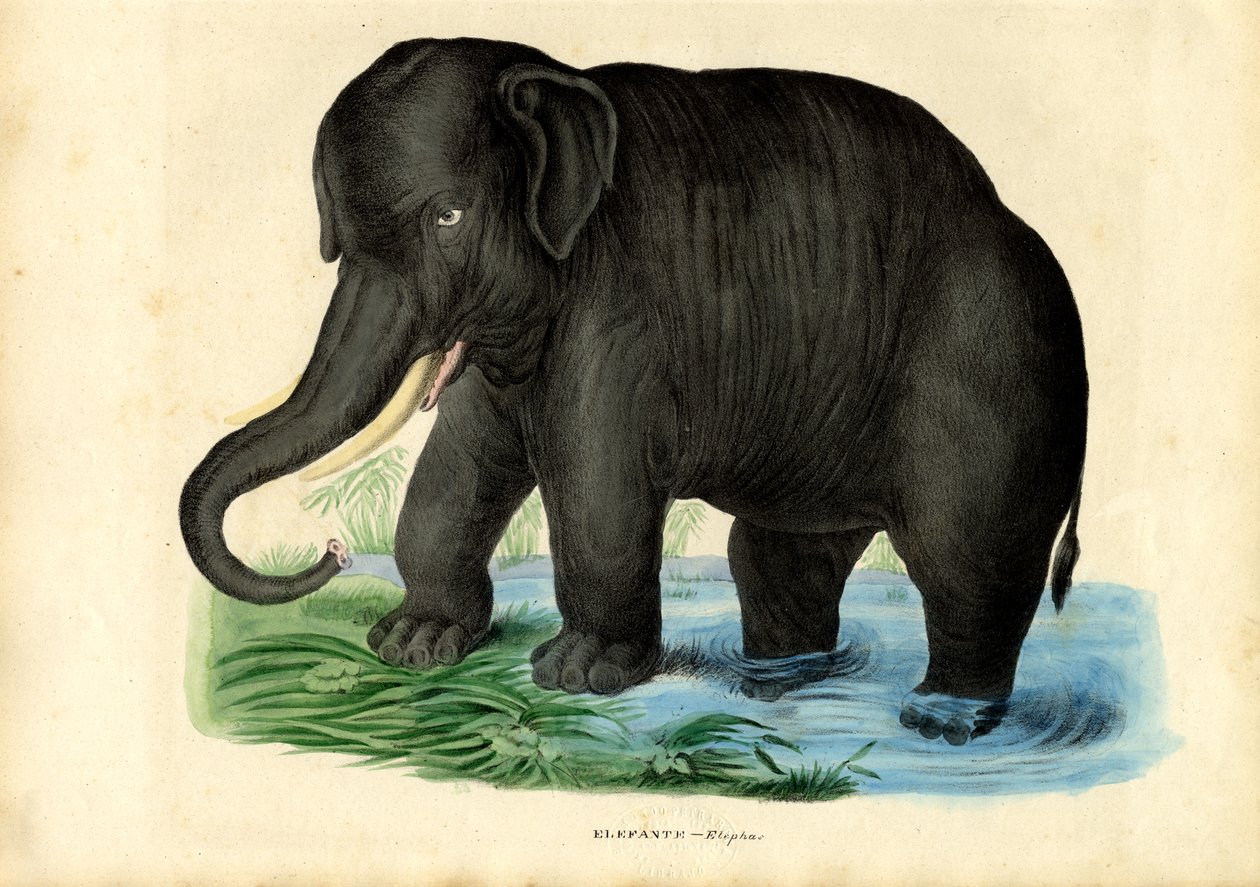 Ázsiai elefánt, 1863-79 alkotó: Raimundo Petraroja