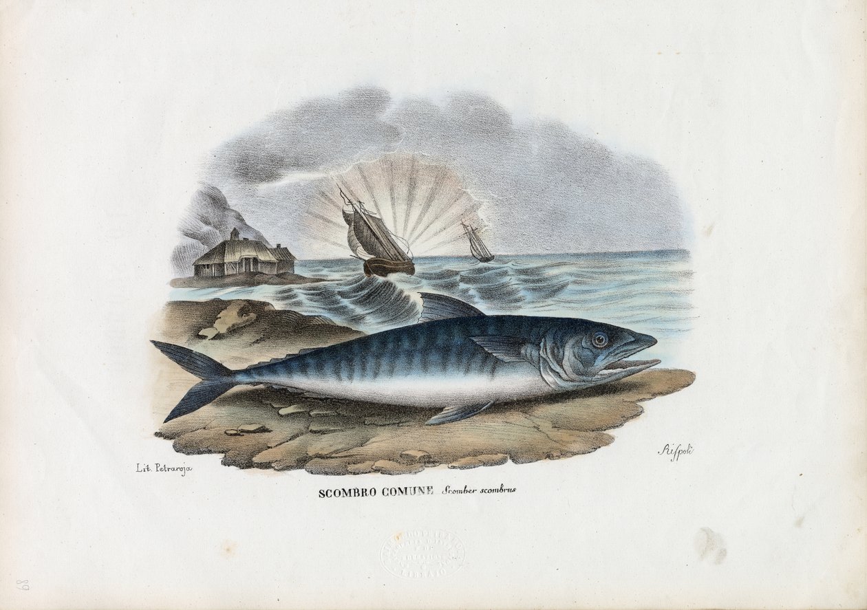 Atlanti makréla, 1863-79 alkotó: Raimundo Petraroja
