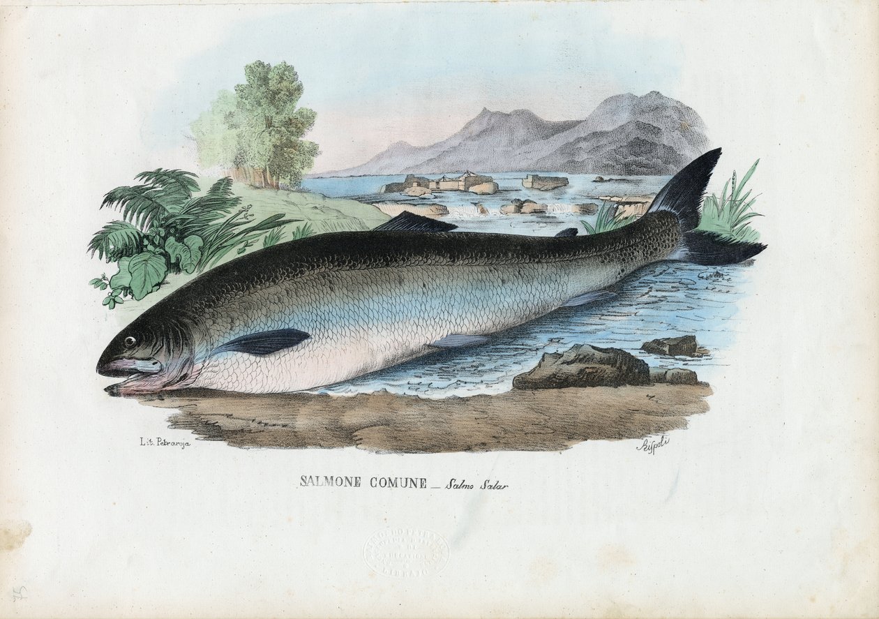 Atlanti lazac, 1863-79 alkotó: Raimundo Petraroja